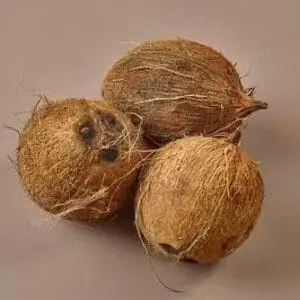 Coconut 1x1