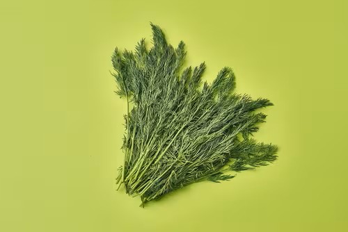 Fresh Herb Bunched Dill 100g