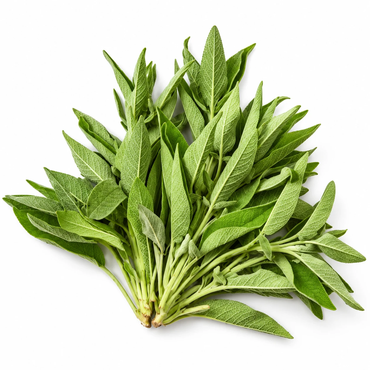 Fresh Herb Bunched Sage 100g – Fresh Whole Sage Sprigs
